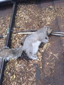 Gray squirrel lying on shingled roof